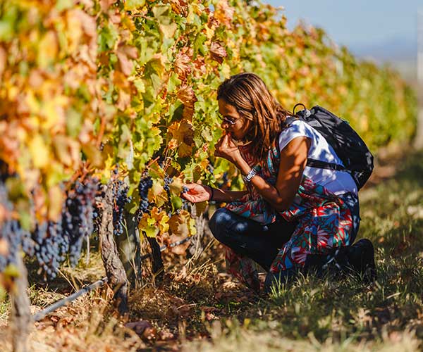 Winery & Vineyard Coverage